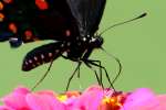 Pipevine Swallowtail Butterfly