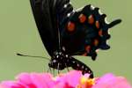 Pipevine Swallowtail Butterfly