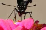 Pipevine Swallowtail Butterfly