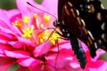 Pipevine Swallowtail Butterfly