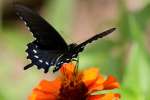 Pipevine Swallowtail Butterfly