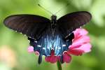 Pipevine Swallowtail Butterfly