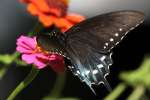 Pipevine Swallowtail Butterfly