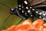 Pipevine Swallowtail Butterfly