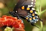 Pipevine Swallowtail Butterfly