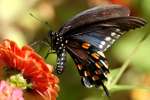 Pipevine Swallowtail Butterfly