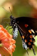 Pipevine Swallowtail Butterfly