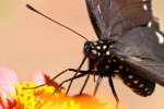 Pipevine Swallowtail Butterfly