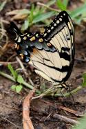 Eastern Tiger Swallowtail Butterfly