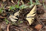 Eastern Tiger Swallowtail Butterfly