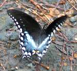 Spicebush Swallowtail Butterfly