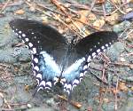 Spicebush Swallowtail Butterfly