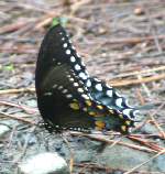 Spicebush Swallowtail Butterfly