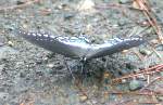 Spicebush Swallowtail Butterfly