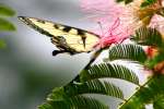 Eastern Tiger Swallowtail Butterfly