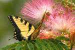 Eastern Tiger Swallowtail Butterfly