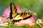 Eastern Tiger Swallowtail Butterfly