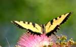 Eastern Tiger Swallowtail Butterfly