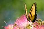 Eastern Tiger Swallowtail Butterfly