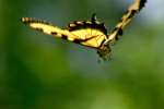 Eastern Tiger Swallowtail Butterfly