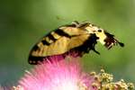 Eastern Tiger Swallowtail Butterfly