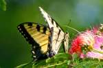 Eastern Tiger Swallowtail Butterfly