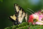 Eastern Tiger Swallowtail Butterfly