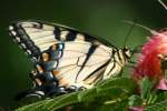 Eastern Tiger Swallowtail Butterfly