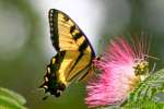 Eastern Tiger Swallowtail Butterfly