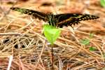 Palamedes Swallowtail Butterfly