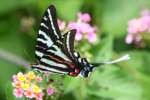 Zebra Swallowtail Butterfly