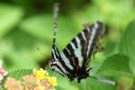 Zebra Swallowtail Butterfly