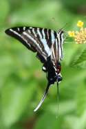 Zebra Swallowtail Butterfly