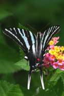 Zebra Swallowtail Butterfly