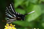 Zebra Swallowtail Butterfly