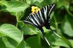 Zebra Swallowtail Butterfly