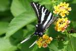 Zebra Swallowtail Butterfly