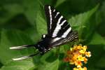 Zebra Swallowtail Butterfly