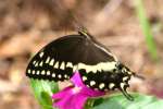 Palamedes Swallowtail Butterfly