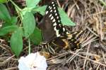 Palamedes Swallowtail Butterfly