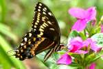 Palamedes Swallowtail Butterfly