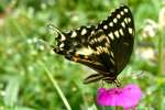 Palamedes Swallowtail Butterfly