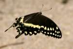 Palamedes Swallowtail Butterfly