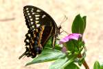 Palamedes Swallowtail Butterfly