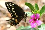 Palamedes Swallowtail Butterfly