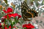 Palamedes Swallowtail Butterfly