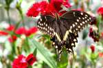 Palamedes Swallowtail Butterfly