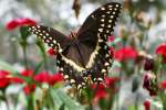 Palamedes Swallowtail Butterfly