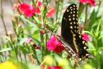 Palamedes Swallowtail Butterfly