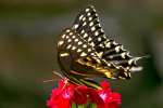 Palamedes Swallowtail Butterfly